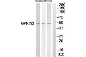 Western blot analysis of extracts from HuvEc cells,K562 cells and HepG2 cells, using GPRIN2 antiobdy. (GPRIN2 抗体  (N-Term))