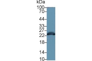 Western Blot; Sample: Mouse Liver lysate; Primary Ab: 1µg/ml Rabbit Anti-Mouse GSTa3 Antibody Second Ab: 0. (GSTA3 抗体  (AA 1-221))