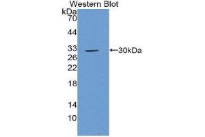 Western Blotting (WB) image for anti-Jun Proto-Oncogene (JUN) (AA 11-262) antibody (ABIN3206918) (C-JUN 抗体  (AA 11-262))