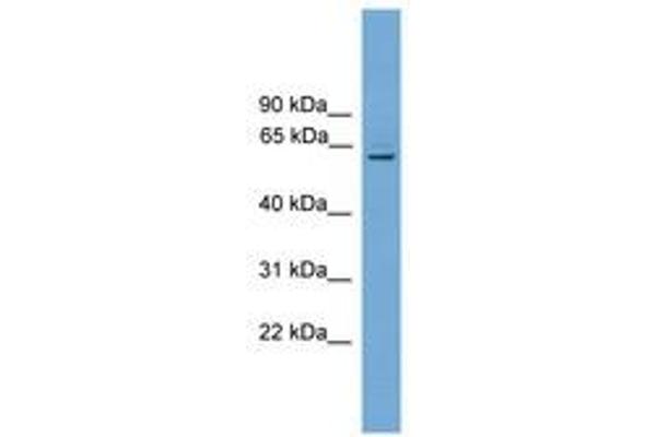 PLBD1 Antikörper  (AA 51-100)