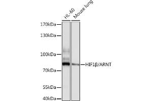 Western blot analysis of extracts of various cell lines, using HIF1β/ARNT antibody (ABIN3021190, ABIN3021191, ABIN3021192 and ABIN6214058) at 1:1000 dilution. (ARNT 抗体  (AA 400-500))