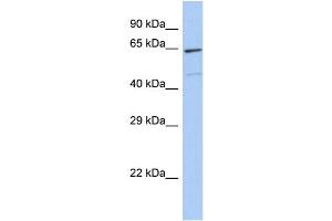 Host:  Rabbit  Target Name:  ZNF7  Sample Type:  293T Whole cell lysates  Antibody Dilution:  1. (ZNF7 抗体  (C-Term))