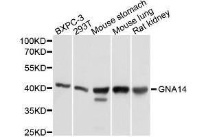 Western blot analysis of extracts of various cell lines, using GNA14 antibody. (GNa14 抗体  (AA 40-350))