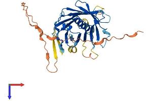 PLSCR2 Protein (AA 1-307) (His tag)