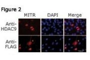 Figure 2: Immunofluorescence staining of MITR for a compartmentalization study in undifferentiated C2C12 myoblasts transfected with a MITR-expressing plasmid. (HDAC9 抗体  (N-Term))