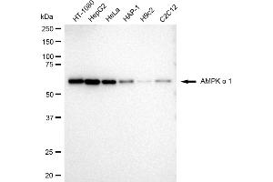 Western blotting analysis using AMPK alpha 1 antibody (ABIN7800007). (Recombinant PRKAA1 抗体)