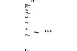 Western Blot (WB) analysis of 293T lysis using Rab 34 antibody. (RAB34 抗体  (C-Term))