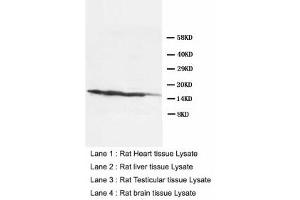 Image no. 1 for anti-Lymphocyte Antigen 6 Complex, Locus A (Ly6a) (AA 91-108) antibody (ABIN1491709) (Sca-1/Ly-6A/E 抗体  (AA 91-108))