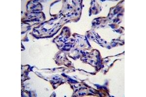 FASN antibody immunohistochemistry analysis in formalin fixed and paraffin embedded human placenta tissue. (Fatty Acid Synthase 抗体  (AA 942-973))