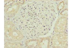 Immunohistochemistry of paraffin-embedded human kidney tissue using ABIN7164439 at dilution of 1:100 (Midline 2 抗体  (AA 506-735))
