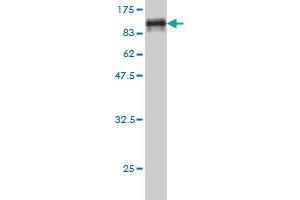 Western Blot detection against Immunogen (86. (NARS 抗体  (AA 1-548))