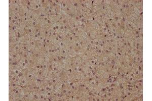 IHC image of ABIN7153189 diluted at 1:400 and staining in paraffin-embedded human adrenal gland tissue performed on a Leica BondTM system. (FZD7 抗体  (AA 161-239))