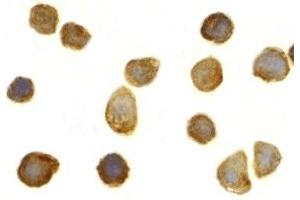 Immunohistochemistry (IHC) image for anti-Toll Interacting Protein (TOLLIP) (C-Term) antibody (ABIN1030762) (TOLLIP 抗体  (C-Term))