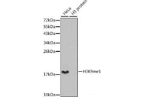 Western blot analysis of extracts of various cell lines using MonoMethyl-Histone H3-K9 Polyclonal Antibody. (Histone 3 抗体  (meLys9))