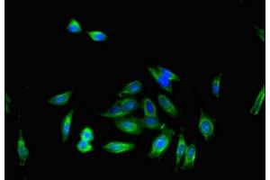Immunofluorescent analysis of Hela cells using ABIN7164297 at dilution of 1:100 and Alexa Fluor 488-congugated AffiniPure Goat Anti-Rabbit IgG(H+L) (IL16 抗体  (AA 1-81))