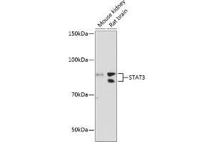 Western Blotting (WB) image for anti-Signal Transducer and Activator of Transcription 3 (Acute-Phase Response Factor) (STAT3) antibody (ABIN7270305)