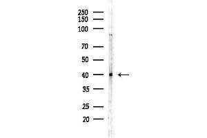 anti-Ephrin B3 (EFNB3) (Internal Region) antibody