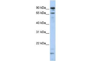Western Blotting (WB) image for anti-Male-Specific Lethal 2 Homolog (MSL2) antibody (ABIN2458724) (MSL2 抗体)