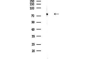 Western blot analysis of lysates from Rat brain, using NOLC1 Antibody at 1/1000 dilution.