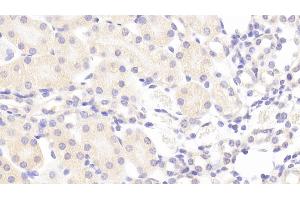 Detection of CRTAP in Mouse Kidney Tissue using Polyclonal Antibody to Cartilage Associated Protein (CRTAP) (CRTAP 抗体  (AA 26-400))