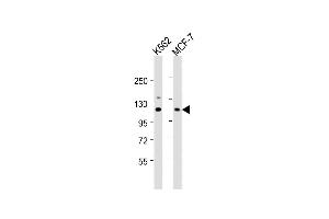 All lanes : Anti-EIF3CL Antibody (N-term) at 1:1000 dilution Lane 1: K562 whole cell lysate Lane 2: MCF-7 whole cell lysate Lysates/proteins at 20 μg per lane.