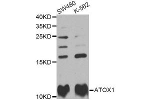 Western blot analysis of extracts of various cell lines, using ATOX1 Antibody (ABIN2561279) at 1:1000 dilution. (ATOX1 抗体)