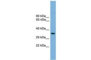 anti-Transcription Factor AP-4 (Activating Enhancer Binding Protein 4) (TFAP4) (AA 181-230) antibody