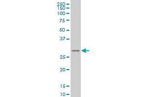 MESP1 monoclonal antibody (M09), clone 4B4 Western Blot analysis of MESP1 expression in COLO 320 HSR . (MESP1 抗体  (AA 1-63))