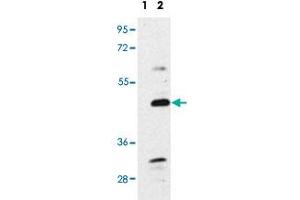 Western blot analysis of BMP7 polyclonal antibody . (BMP7 抗体  (N-Term))