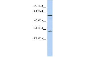 WB Suggested Anti-PRRC1 Antibody Titration: 0. (PRRC1 抗体  (Middle Region))