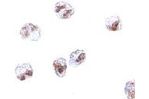 Immunohistochemistry (IHC) image for anti-Scavenger Receptor Class A, Member 5 (SCARA5) (C-Term) antibody (ABIN1030645)