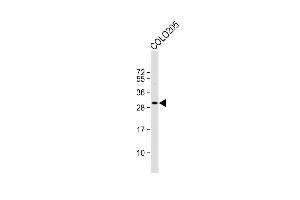 Anti-CCD Antibody (C-term) at 1:1000 dilution + COL whole cell lysate Lysates/proteins at 20 μg per lane. (CCDC117 抗体  (C-Term))