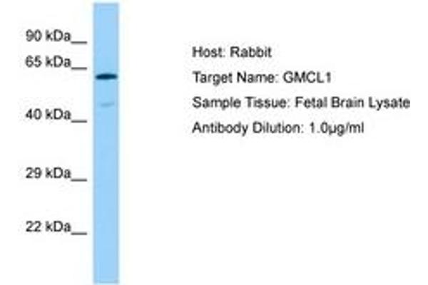GMCL1 抗体  (AA 41-90)