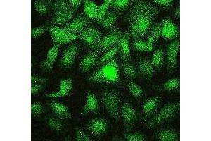 IF analysis of PTBP2 using anti-PTBP2 antibody (ABIN7599452). (PTBP2 抗体  (AA 1-504))