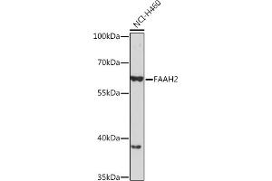 Western blot analysis of extracts of NCI-H460 cells, using F Rabbit pAb (ABIN7267149) at 1:1000 dilution. (FAAH2 抗体)