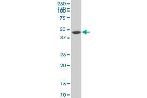 SIRPA monoclonal antibody (M10), clone 4C7 Western Blot analysis of SIRPA expression in NIH/3T3 . (SIRPA 抗体  (AA 28-507))