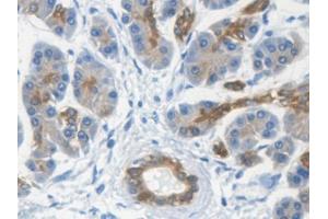 IHC-P analysis of Human Kidney Tissue, with DAB staining. (Keratin 33A 抗体  (AA 57-363))