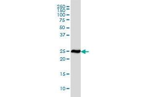 RPL19 monoclonal antibody (M01), clone 3H4 Western Blot analysis of RPL19 expression in HeLa . (RPL19 抗体  (AA 1-100))