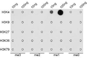 Dot-blot analysis of all sorts of methylation peptides using MonoMethyl-Histone H3-K4 antibody (ABIN1872994). (Histone 3 抗体  (H3K4me))