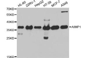 Western Blotting (WB) image for anti-Aminoacyl tRNA Synthetase Complex-Interacting Multifunctional Protein 1 (AIMP1) antibody (ABIN1876489) (AIMP1 抗体)