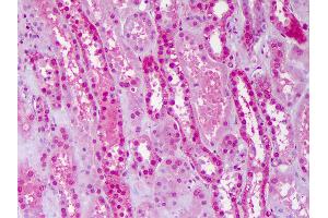 Anti-PBX3 antibody IHC of human kidney. (PBX3 抗体  (AA 342-435))