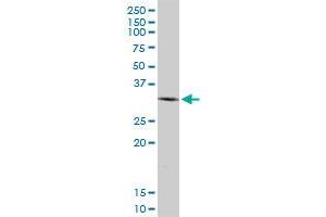 SIP1 MaxPab polyclonal antibody. (SIP1 抗体  (AA 1-280))