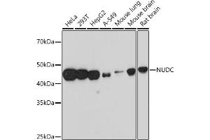 Western blot analysis of extracts of various cell lines, using NUDC Rabbit mAb (ABIN7269066) at 1:1000 dilution. (NUDC 抗体)