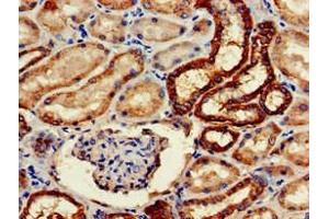Immunohistochemistry of paraffin-embedded human kidney tissue using ABIN7161126 at dilution of 1:100 (WWP2 抗体  (AA 145-367))
