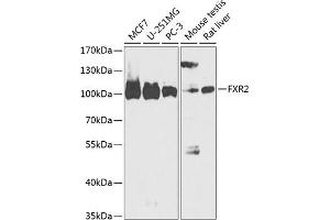 Western blot analysis of extracts of various cell lines, using FXR2 antibody (ABIN6133713, ABIN6140833, ABIN6140834 and ABIN6218331) at 1:1000 dilution. (FXR2 抗体  (AA 550-650))