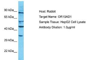 Western Blotting (WB) image for anti-Olfactory Receptor, Family 10, Subfamily AD, Member 1 (OR10AD1) (C-Term) antibody (ABIN2791810)