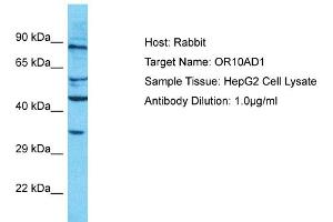 Host: Rabbit Target Name: OR10AD1 Sample Type: HepG2 Whole Cell lysates Antibody Dilution: 1. (OR10AD1 抗体  (C-Term))