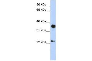 Western Blotting (WB) image for anti-Engrailed Homeobox 1 (EN1) antibody (ABIN2460136) (EN1 抗体)