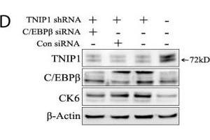Western Blotting (WB) image for anti-CCAAT/enhancer Binding Protein (C/EBP), beta (CEBPB) (N-Term) antibody (ABIN2854833)