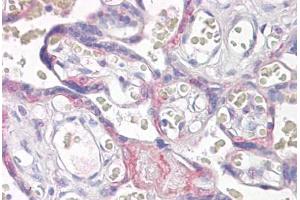 Anti-VPS41 antibody IHC staining of human placenta. (VPS41 抗体  (AA 499-512))